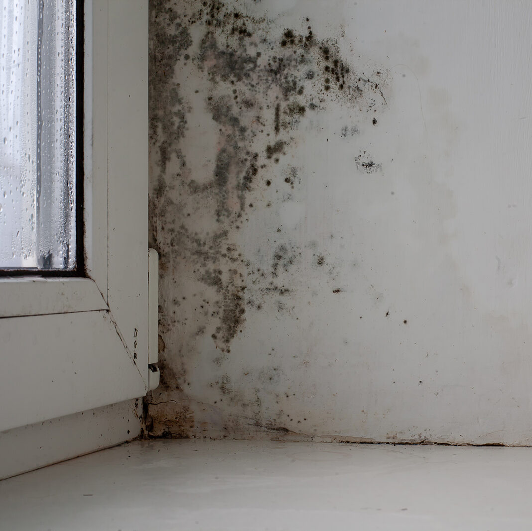 Prevent mold in commercial buildings, commercial construction in Orlando Fl and sarasota fl